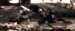 duel10 copy